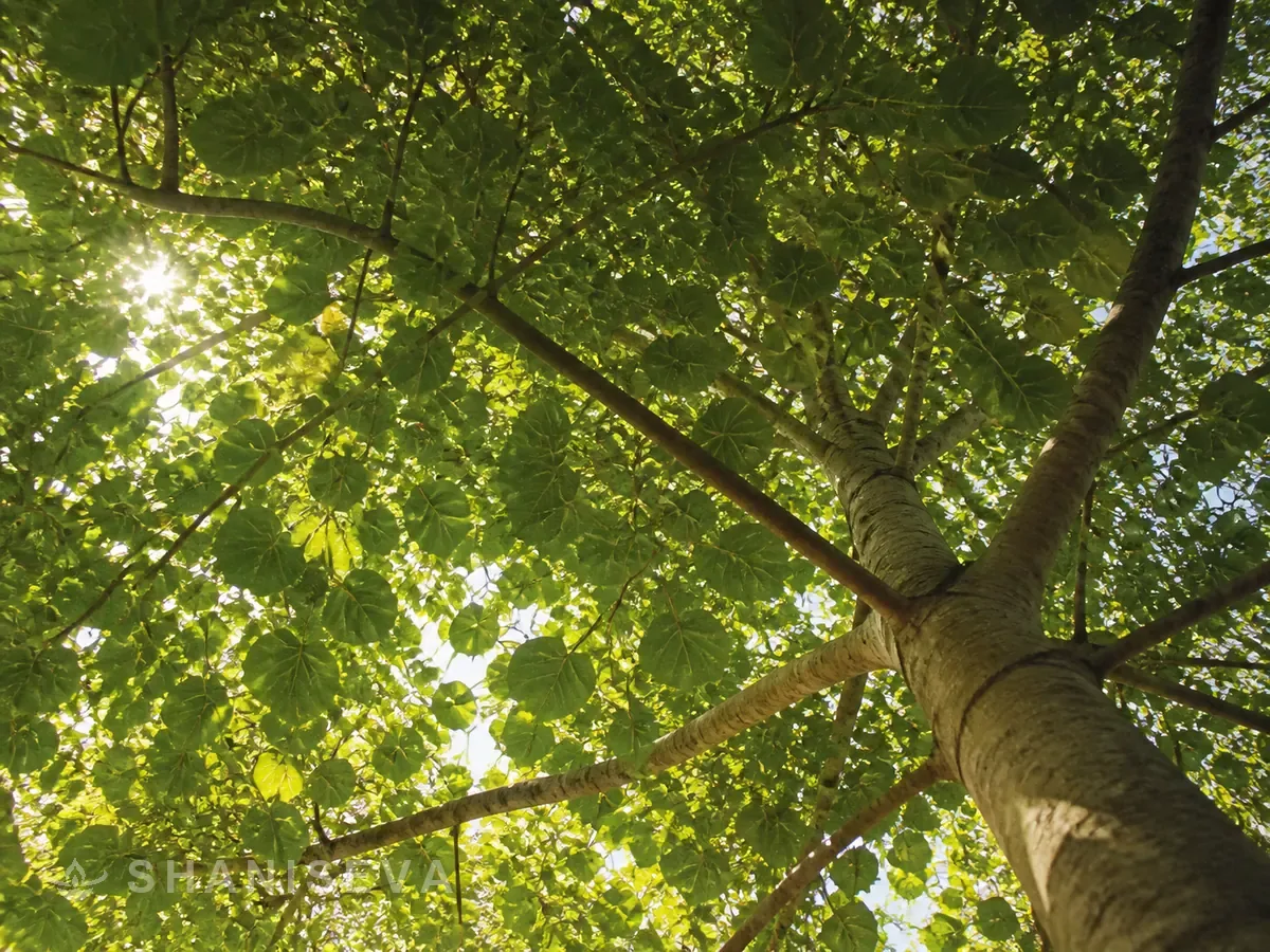 Sunlight through a peepal canopy